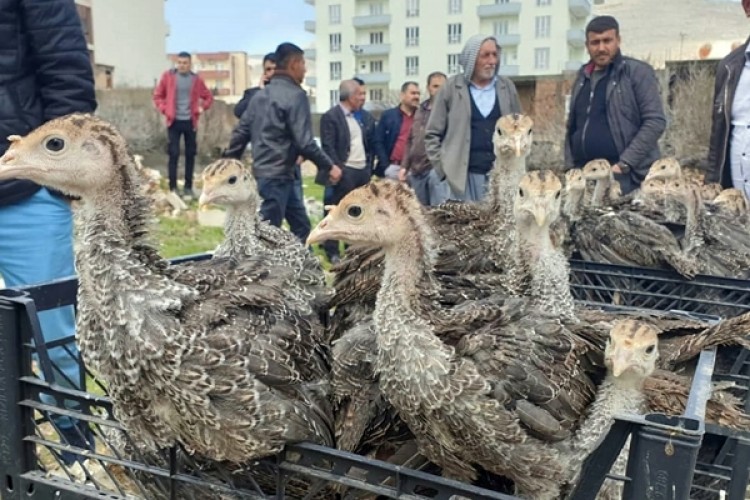 Yetiştiricilere 12 bin 500 adet hindi palazı dağıtıldı