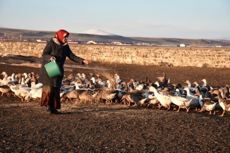 Kar Yağışının Ardından Kaz Çiftliklerinde Hummalı Bir Çalışma Başladı