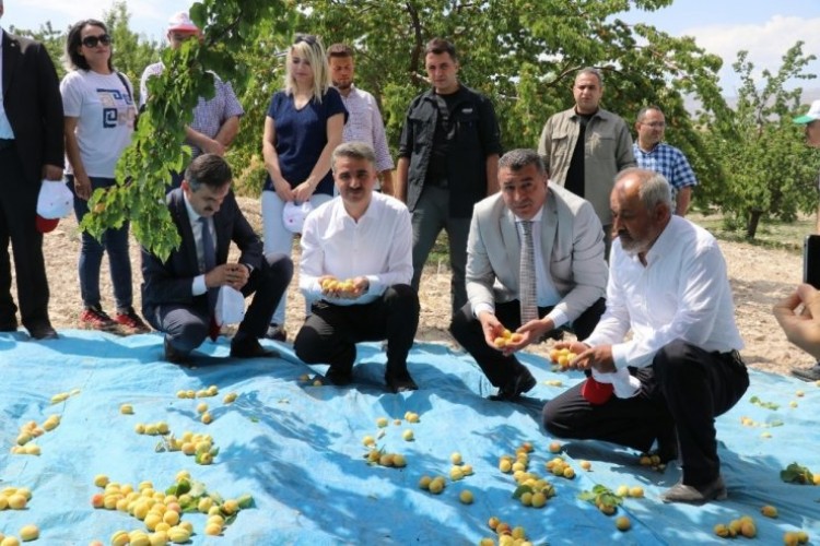 Dünya kayısı başkenti Malatya'da kayısı hasadı başladı