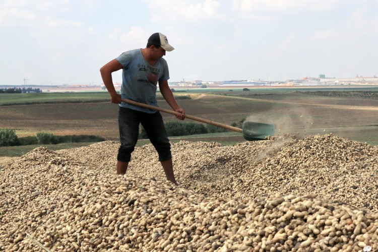 Türkiye'deki 165 bin ton yer fıstığı üretiminin 100 bin tonu Adana'dan