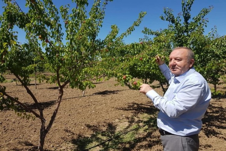 Örnek Meyve Bahçesi’nde İlk Hasat