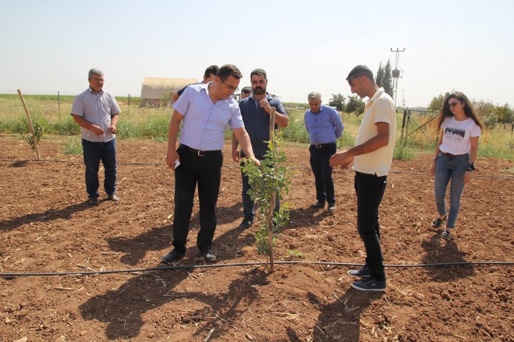 Mardin Meyvecilikte Marka Olacak…