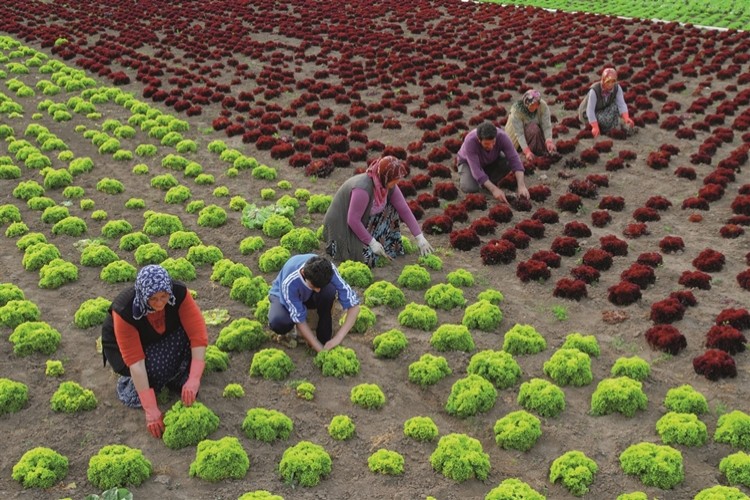 Bakanlıktan "Çiftçilere Destek Primini Ödemeyin" Talimatı