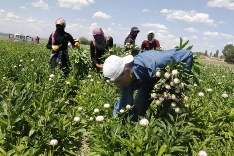 Bozkır Topraklarını "Şakayık"La Tanıştırdılar