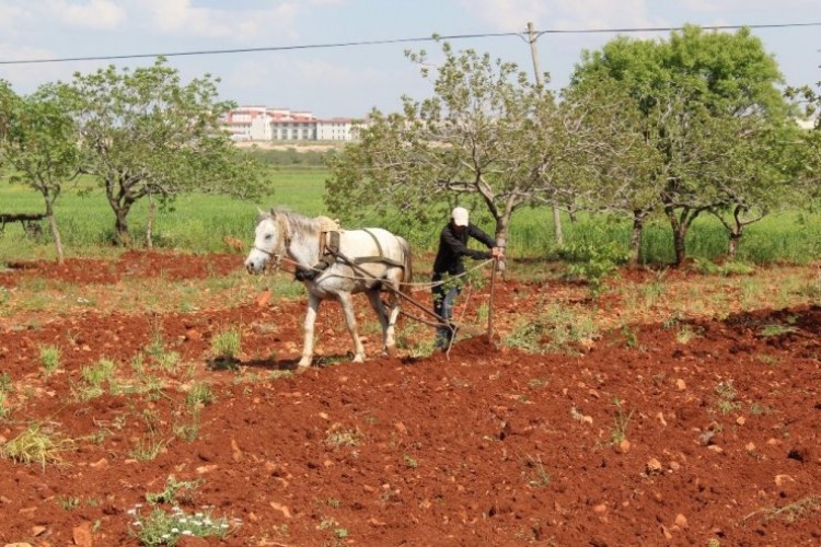 Traktör Alamayan Çiftçiler, Atadan Kalma Yöntemlerle Tarlalarını Sürüyor