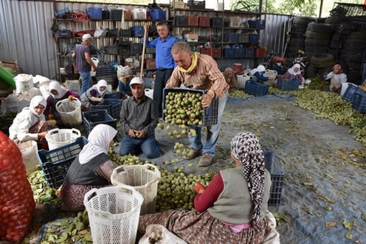 Salihli’de ceviz hasadı başladı