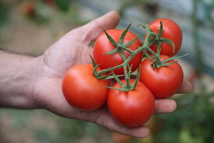 Rusya'nın Türkiye'den domates kotası 100 bin tona çıktı