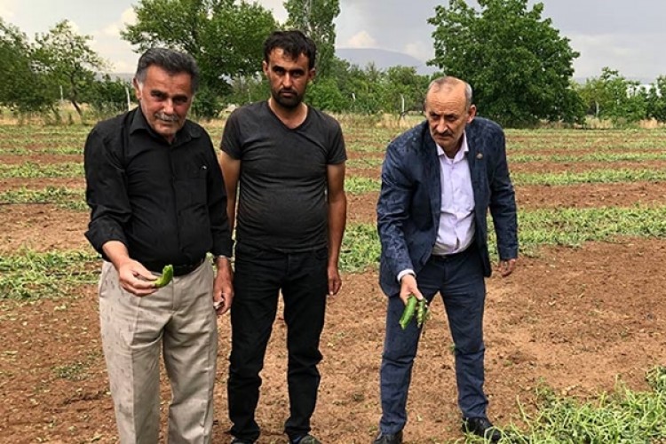 Dolu yağışı ekili arazilere zarar verdi! Çiftçi destek bekliyor