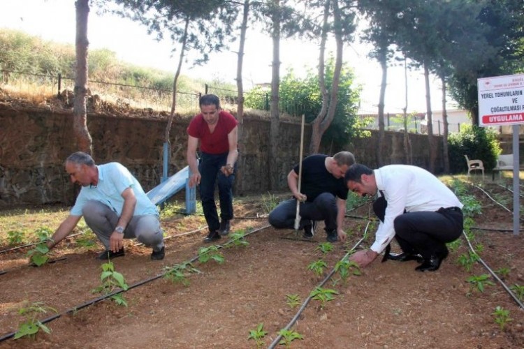 Yerli Üretim İçin Ata Tohumları Fide Oldu, Toprakla Buluştu