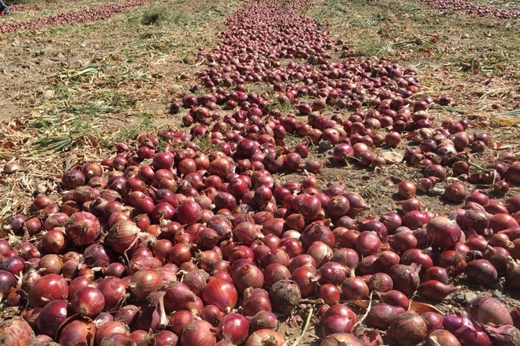 Alınan önlemler sonuç verdi! İşte yeni fiyatı...