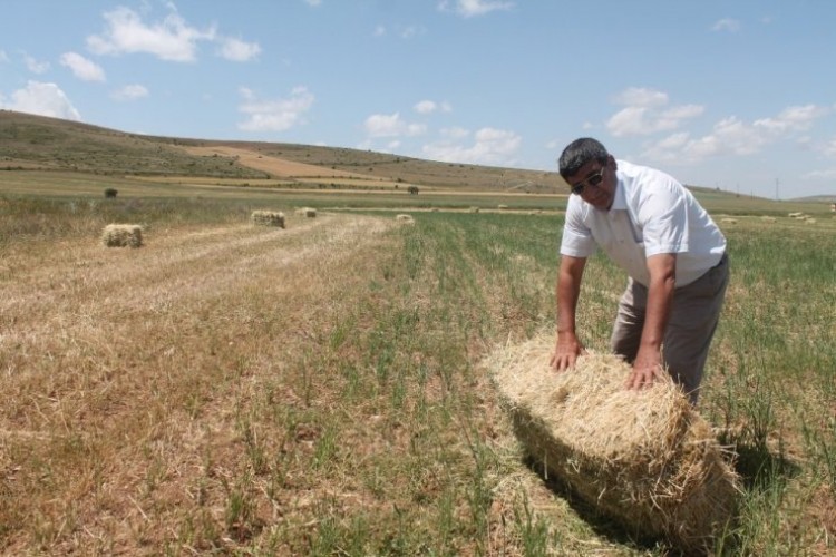 Yem bitkisinde rekolte düşüşü