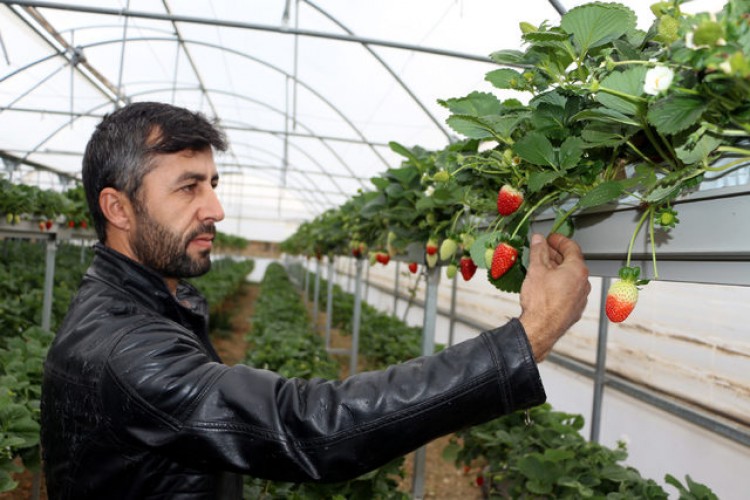 Kaynak İşçisi, Çilek Serası Kurup, 3 Ayda 3 Ton Hasat Yaptı