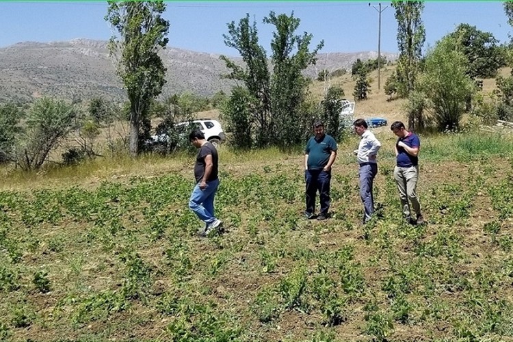 Çamoluk Şeker Fasulyesi Islahı Çalışmasına Başlandı