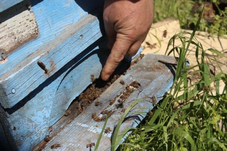 Arı Katili Bitki Koruma İlacının Üretim Ve İthalatı Yasaklandı