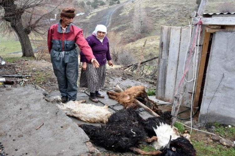 Veba Salgını Yüzlerce Küçükbaş Hayvanı Telef Etti