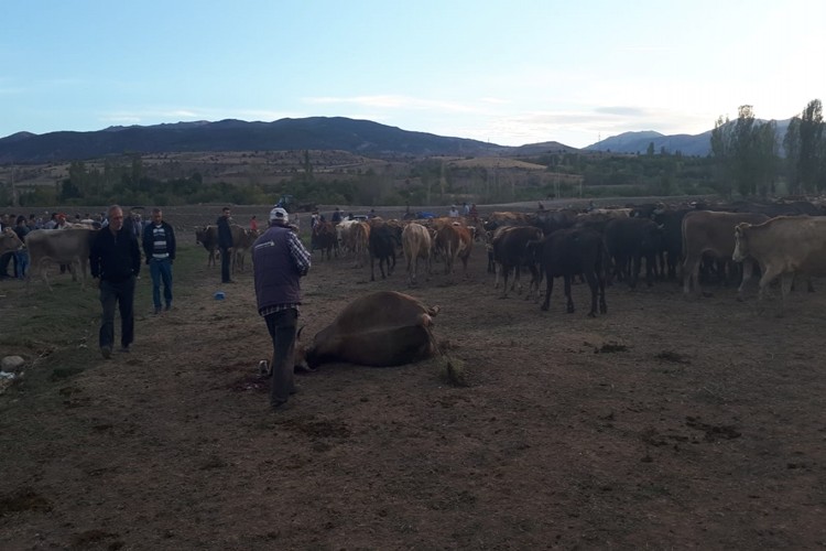 Hayvanlarına Öyle Bir Yem Verdi Ki! Kesmek Zorunda Kaldı