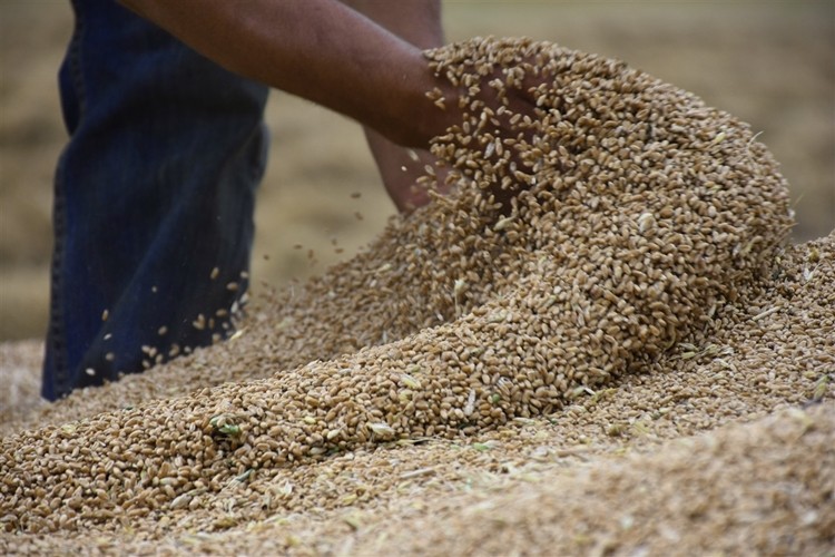 Afetzedelere Yüzde 50 Hibe Tohumluk Buğday Desteği