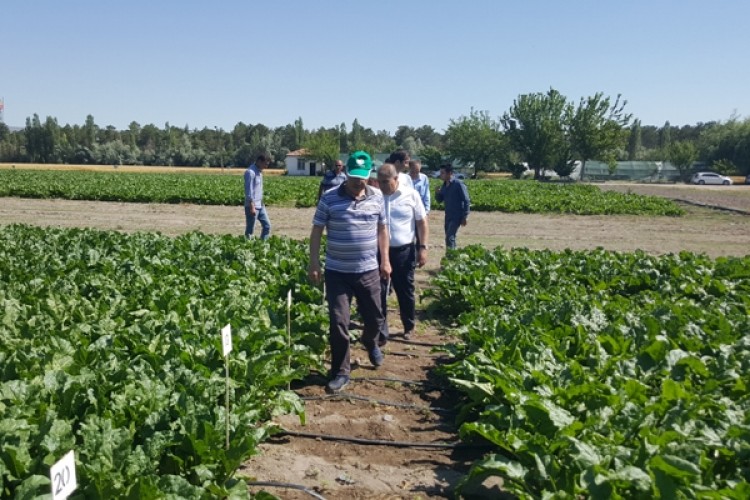 Kayseri Şeker, Pancar Tarımında Damla Sulama Sistemini Yaygınlaştırıyor