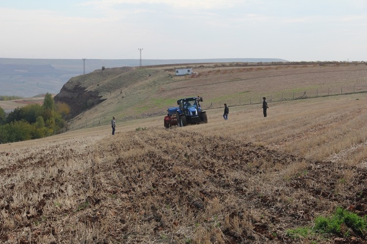 Adıyaman'da Anıza Doğrudan Ekim İlk Kez Yapıldı