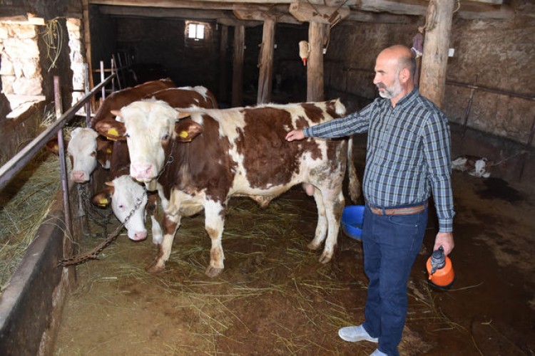 O Köyde Şarbon Karantinası Devam Ediyor