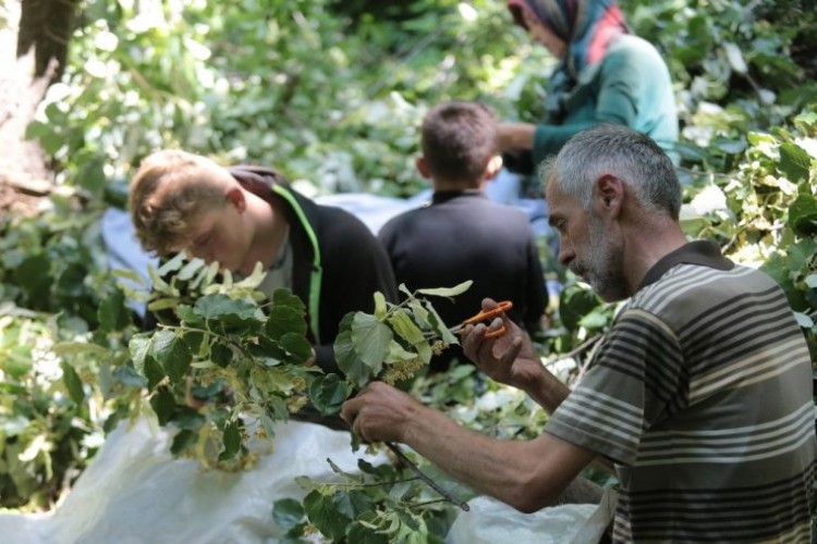 Türkiye’nin En Büyük Ihlamur Ormanlarında Hasat Başladı