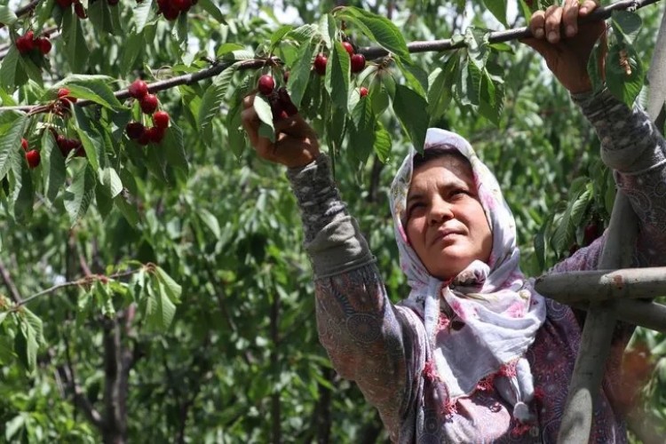 Honaz'da Kiraz Hasadı Başladı