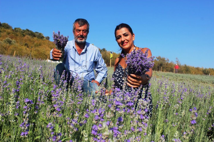 Lavanta Yağının Kilosunu 100 Euro'ya Satıyor