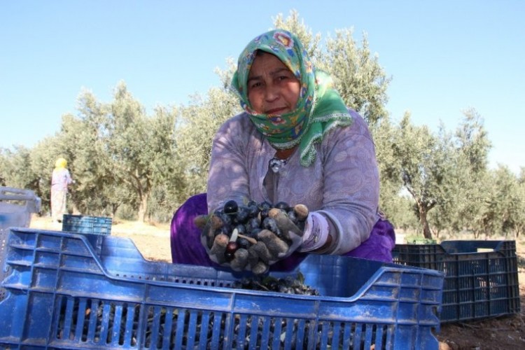 Zeytin hasadının sürdüğü Manisa’da üretici fiyattan dertli