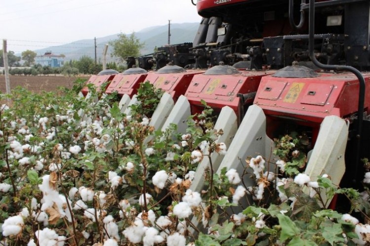 Hatay’da 260 bin ton pamuk rekoltesi bekleniyor