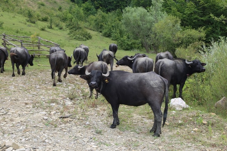 Anaç Manda ve Malak Desteklemeleri Başvuruları Başladı