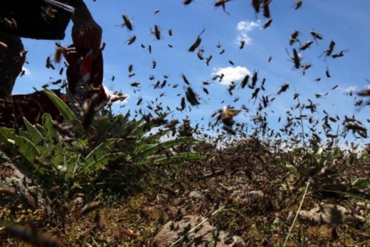 Bölgeyi İstila Ettiler! Köylüler Yardım Bekliyor: 15 Gün İçinde Tarlada Bir Şey Bırakmazlar